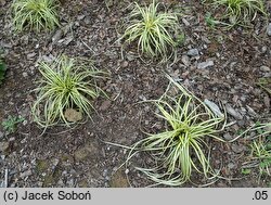 Carex oshimensis Evergold