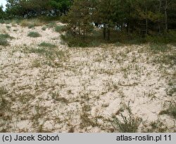 Carex arenaria (turzyca piaskowa)