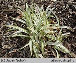 Carex siderosticta Shiro-Nakafu