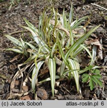 Carex siderosticta Shiro-Nakafu