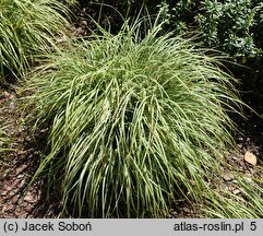 Carex ornithopoda Variegata