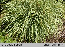 Carex ornithopoda Variegata
