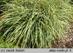 Carex ornithopoda Variegata