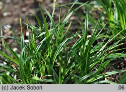 Carex strigosa (turzyca zgrzebłowata)