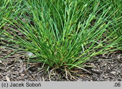 Carex secalina (turzyca żytowa)