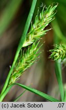 Carex secalina (turzyca żytowa)