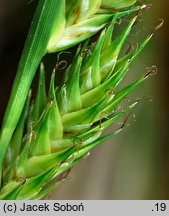 Carex secalina (turzyca żytowa)