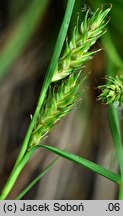 Carex secalina (turzyca żytowa)