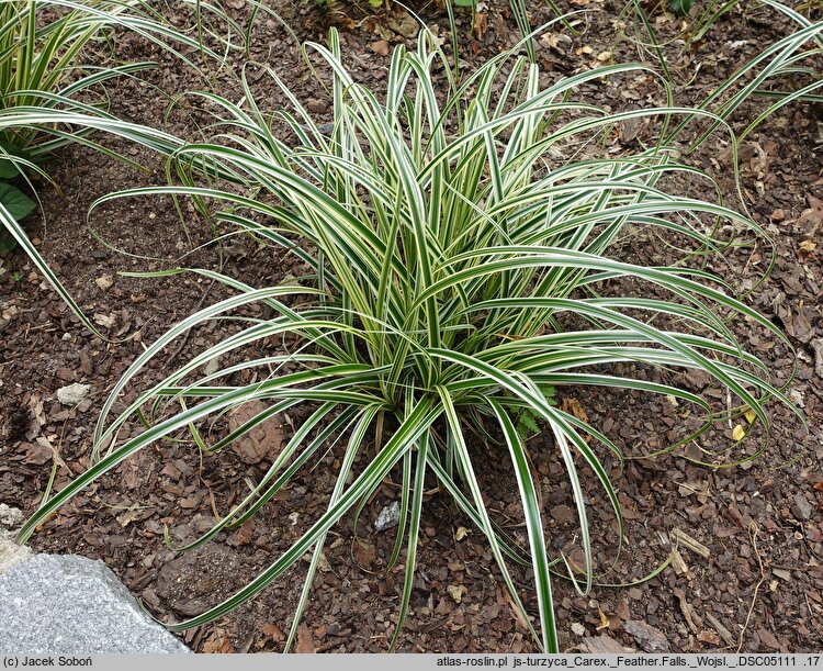 Carex-ozdobne (turzyce uprawiane ozdobne)
