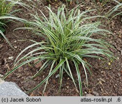 Carex-ozdobne (turzyce uprawiane ozdobne)