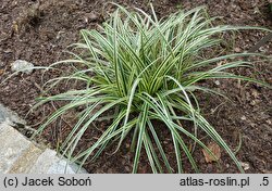 Carex-ozdobne (turzyce uprawiane ozdobne)