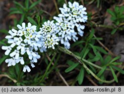 Iberis pruitii (ubiorek Pruita)