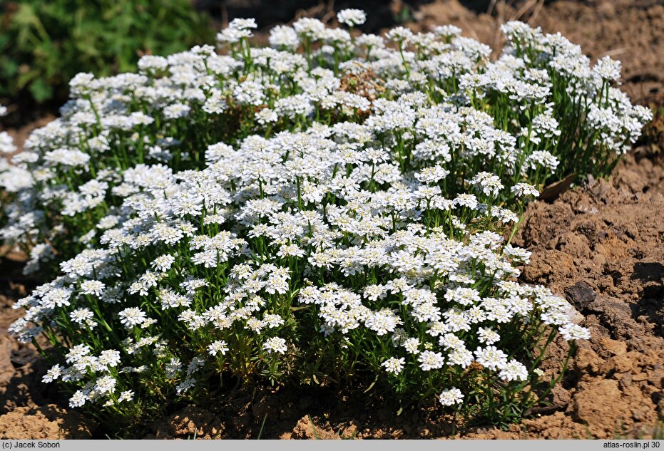 Iberis sempervirens Schneeflocke