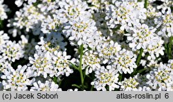 Iberis sempervirens Schneeflocke