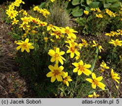 Bidens ferulifolia Brazan Eternal Flame