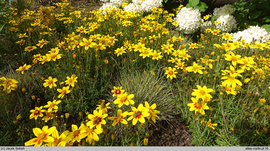 Bidens ferulifolia Brazan Eternal Flame