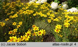 Bidens ferulifolia Brazan Eternal Flame