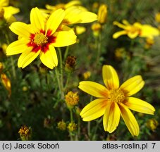 Bidens ferulifolia Brazan Eternal Flame