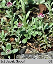 Antennaria alpina (ukwap alpejski)