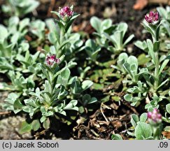 Antennaria alpina (ukwap alpejski)