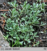 Antennaria neglecta (ukwap zaniedbany)