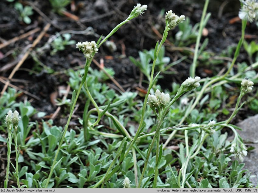 Antennaria neglecta (ukwap zaniedbany)