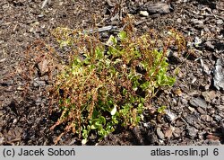 Chiastophyllum oppositifolium (chiastofil naprzeciwlistny)