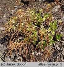 Chiastophyllum oppositifolium (chiastofil naprzeciwlistny)