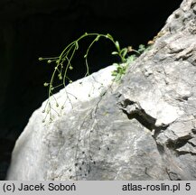 Kernera saxatilis (warzuszka skalna)