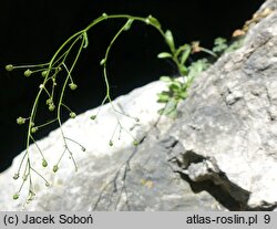 Kernera saxatilis (warzuszka skalna)