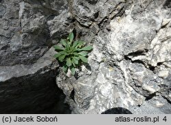 Kernera saxatilis (warzuszka skalna)