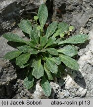 Kernera saxatilis (warzuszka skalna)