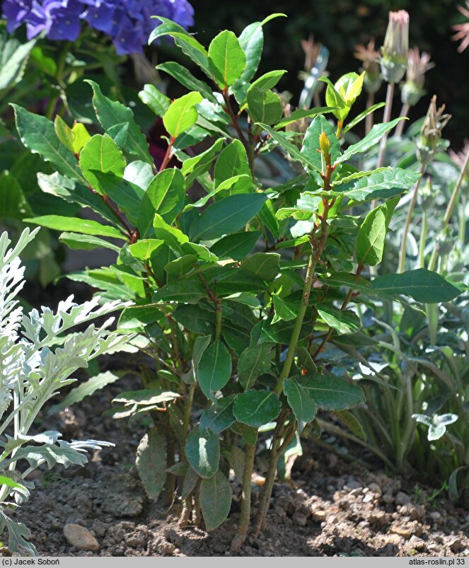 Laurus nobilis (wawrzyn szlachetny)