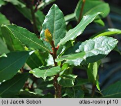 Laurus nobilis (wawrzyn szlachetny)