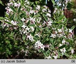 Daphne ×burkwoodii cv. Gold Edge (wawrzynek burkwooda 