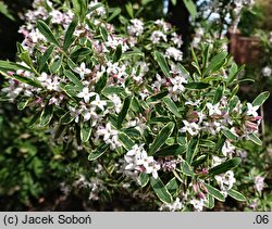 Daphne ×burkwoodii ‘Gold Edge’ (wawrzynek burkwooda 