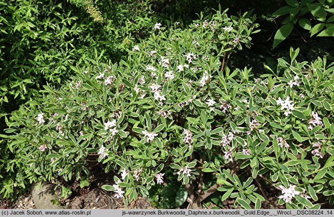 Daphne ×burkwoodii cv. Gold Edge (wawrzynek burkwooda 