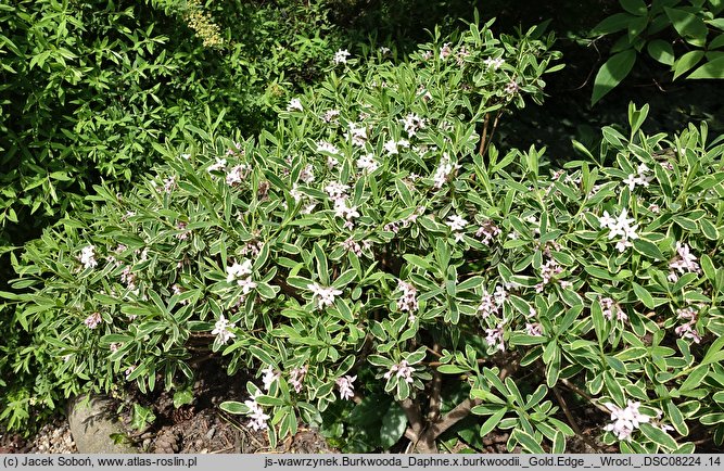 Daphne ×burkwoodii ‘Gold Edge’ (wawrzynek burkwooda 