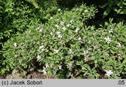 Daphne ×burkwoodii ‘Gold Edge’ (wawrzynek burkwooda 