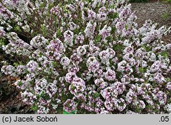 Daphne ×burkwoodii cv. Variegata (wawrzynek burkwooda 