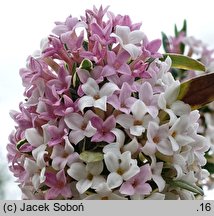 Daphne ×burkwoodii cv. Variegata (wawrzynek burkwooda 