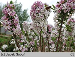 Daphne ×burkwoodii ‘Variegata’ (wawrzynek burkwooda 