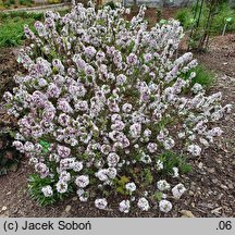 Daphne ×burkwoodii cv. Variegata (wawrzynek burkwooda 