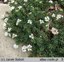 Daphne cneorum Alba