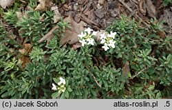 Daphne cneorum Alba