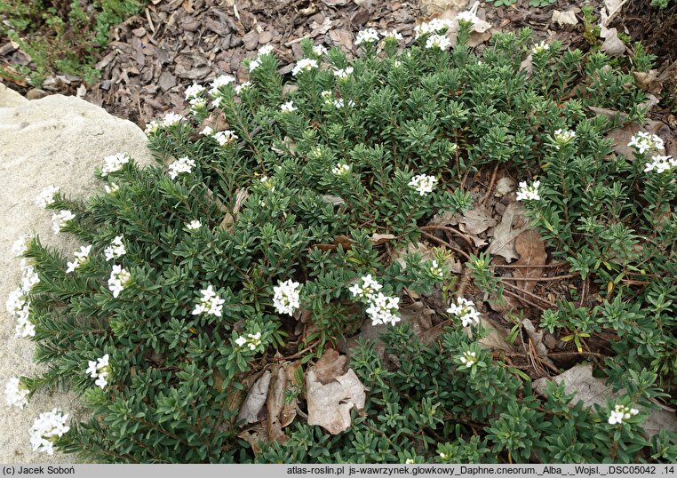 Daphne cneorum Alba