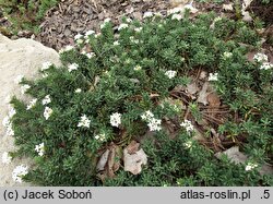 Daphne cneorum Alba