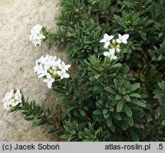 Daphne cneorum Alba