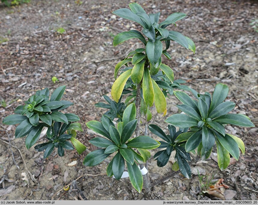 Daphne laureola (wawrzynek laurowy)