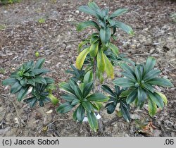 Daphne laureola (wawrzynek laurowy)